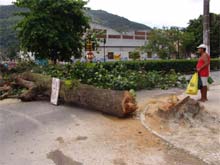Corte de árvore histórica no Centro gera protestos