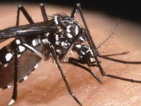 Rio Bonito cria mutirão de combate à dengue